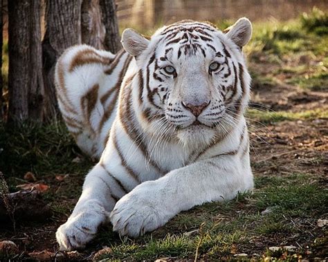 National tiger sanctuary - The National Tiger Sanctuary said for actual sanctuaries that are non-profit, their sole purpose is taking care of these exotic species and educating the public about the horrible conditions these ...